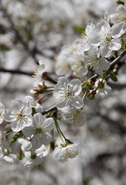 Çiçek açan kiraz ağacının yakın plan çekimi.