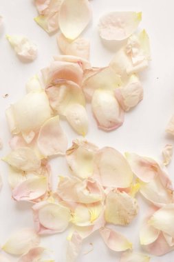 Çiçek açan güllerin güzelliği, tebrik kartı için doğa arka planı.