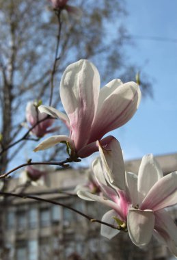 Bahar mevsiminde ağaçta açan manolya çiçeklerine yakın çekim  