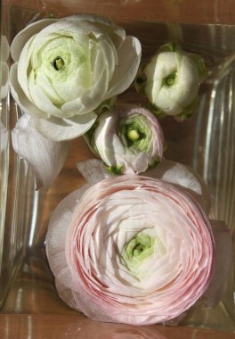 Evdeki dekorda taze büyük pembe ranunculus tomurcuğu.