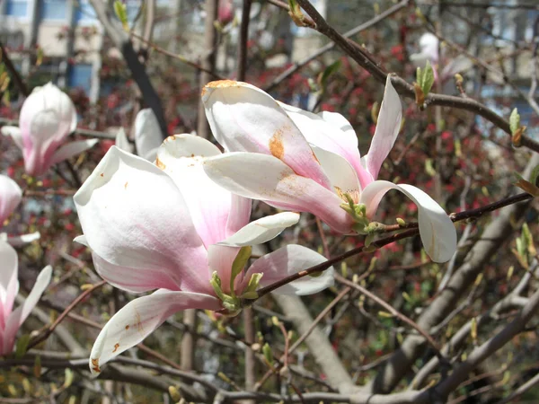 Primer Plano Magnolia Flores Que Florecen Árbol Temporada Primavera —  Fotos de Stock