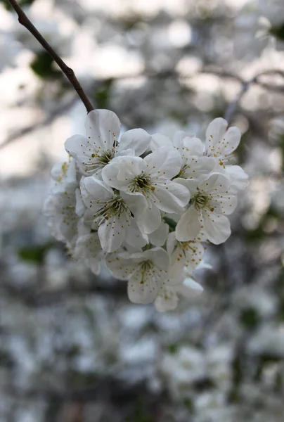 Virágzó Cseresznyefa Virágzás Közelkép Lövés — Stock Fotó