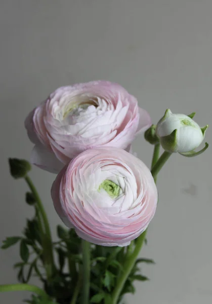 Färsk Stor Rosa Ranunkel Knopp Blomma Hemma Inredning — Stockfoto