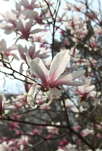 Närbild Magnolia Blommor Blommar Vid Trädet Vårsäsongen — Stockfoto