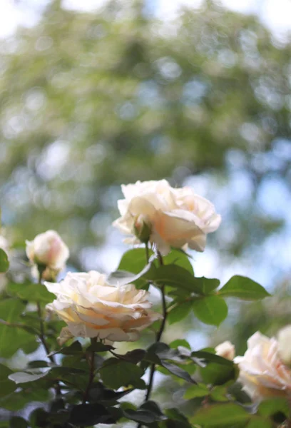美丽花朵绽放的花朵 贺卡的自然背景 — 图库照片