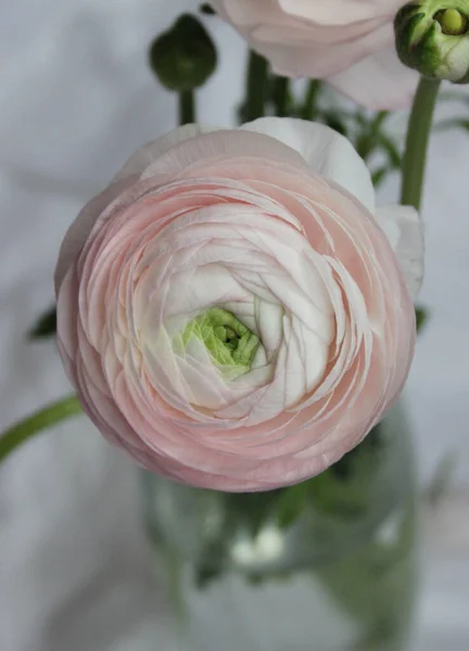 Färsk Stor Rosa Ranunkel Knopp Blomma Hemma Inredning — Stockfoto