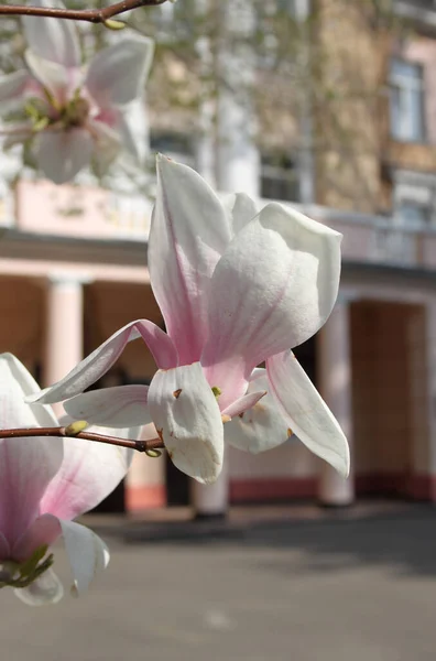 Close Van Magnolia Bloemen Bloeien Bij Boom Het Voorjaar — Stockfoto