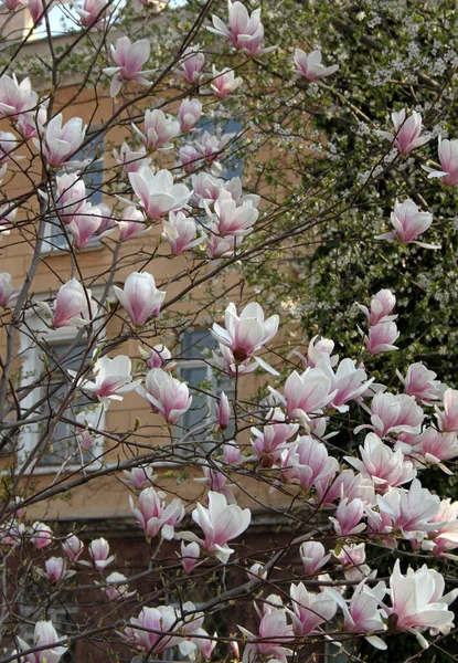 Bahar Mevsiminde Ağaçta Açan Manolya Çiçeklerine Yakın Çekim — Stok fotoğraf
