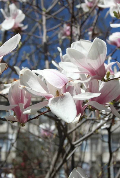 Primer Plano Magnolia Flores Que Florecen Árbol Temporada Primavera —  Fotos de Stock