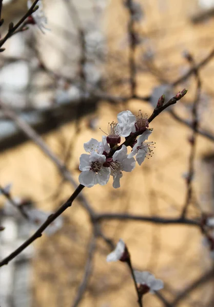 Çiçek Açan Kiraz Ağacının Yakın Plan Çekimi — Stok fotoğraf