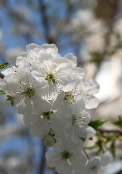 Kwitnące Drzewo Wiśni Kwiat Zbliżenie Strzał — Zdjęcie stockowe