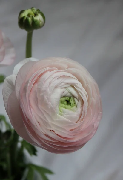 Färsk Stor Rosa Ranunkel Knopp Blomma Hemma Inredning — Stockfoto