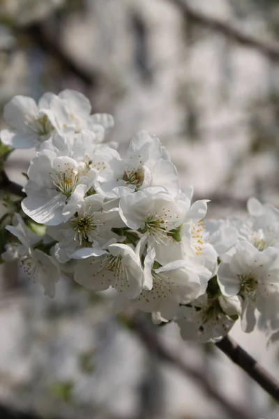 Blooming Cherry Tree Blossom Detailní Záběr — Stock fotografie