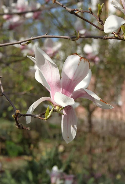 Primer Plano Magnolia Flores Que Florecen Árbol Temporada Primavera —  Fotos de Stock