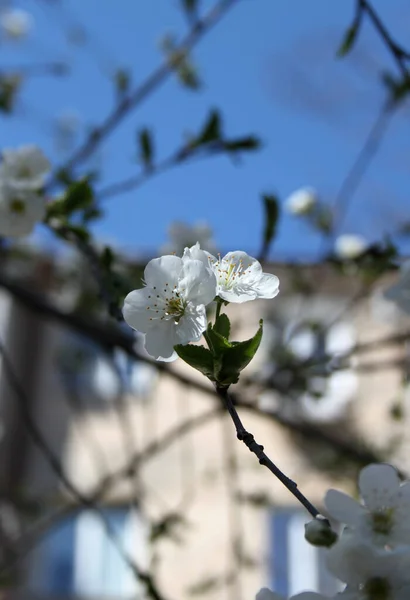 Flor Cereja Árvore Flor Close Tiro — Fotografia de Stock