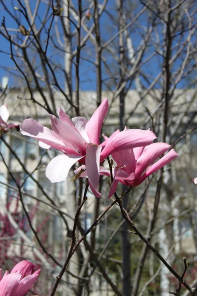 Primer Plano Magnolia Flores Que Florecen Árbol Temporada Primavera —  Fotos de Stock