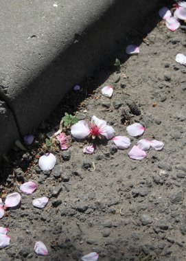 Çiçek açan kiraz ağacının yakın plan çekimi.