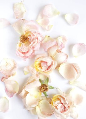 Çiçek açan güllerin güzelliği, tebrik kartı için doğa arka planı.