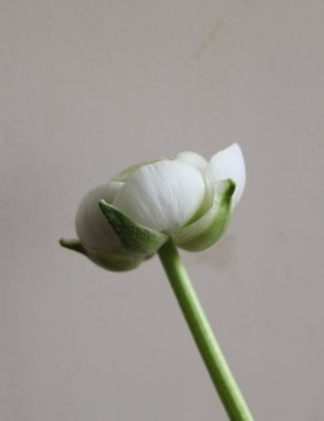 Evdeki dekorda taze büyük pembe ranunculus tomurcuğu.