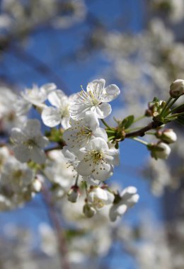 Çiçek açan kiraz ağacının yakın plan çekimi.
