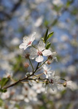 Çiçek açan kiraz ağacının yakın plan çekimi.