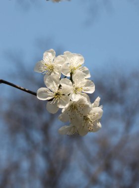 Çiçek açan kiraz ağacının yakın plan çekimi.