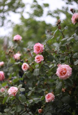 Çiçek açan güllerin güzelliği, tebrik kartı için doğa arka planı.