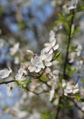 Çiçek açan kiraz ağacının yakın plan çekimi.