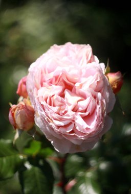 Çiçek açan bahar çiçeklerinin kapanışı 