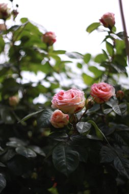 Çiçek açan güllerin güzelliği, tebrik kartı için doğa arka planı.