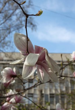 Bahar mevsiminde ağaçta açan manolya çiçeklerine yakın çekim  