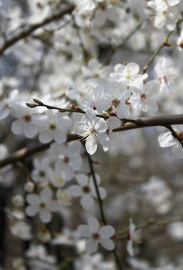 Çiçek açan kiraz ağacının yakın plan çekimi.