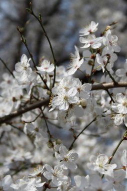 Çiçek açan kiraz ağacının yakın plan çekimi.