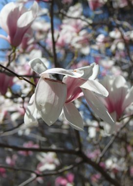 Bahar mevsiminde ağaçta açan manolya çiçeklerine yakın çekim  