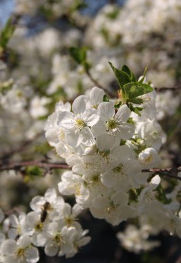 Çiçek açan kiraz ağacının yakın plan çekimi.