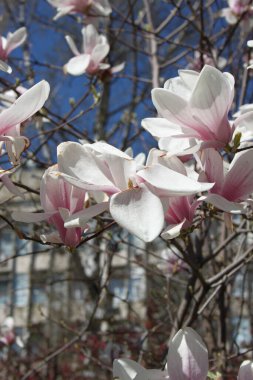Bahar mevsiminde ağaçta açan manolya çiçeklerine yakın çekim  