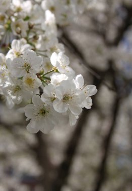 Çiçek açan kiraz ağacının yakın plan çekimi.