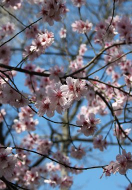 Çiçek açan kiraz ağacının yakın plan çekimi.