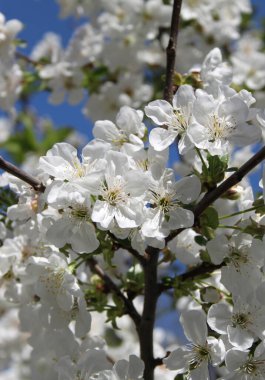 Çiçek açan kiraz ağacının yakın plan çekimi.