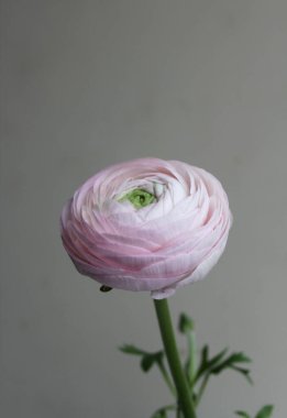 Evdeki dekorda taze büyük pembe ranunculus tomurcuğu.