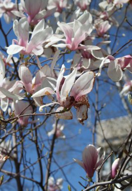 Bahar mevsiminde ağaçta açan manolya çiçeklerine yakın çekim  