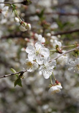 Çiçek açan kiraz ağacının yakın plan çekimi.