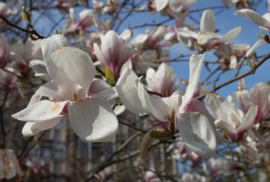 Bahar mevsiminde ağaçta açan manolya çiçeklerine yakın çekim  