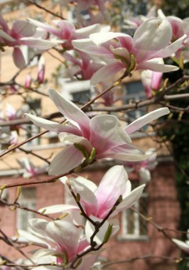 Bahar mevsiminde ağaçta açan manolya çiçeklerine yakın çekim  