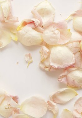 Çiçek açan güllerin güzelliği, tebrik kartı için doğa arka planı.