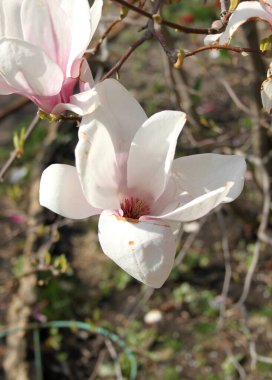 Bahar mevsiminde ağaçta açan manolya çiçeklerine yakın çekim  