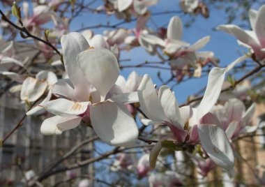 Bahar mevsiminde ağaçta açan manolya çiçeklerine yakın çekim  