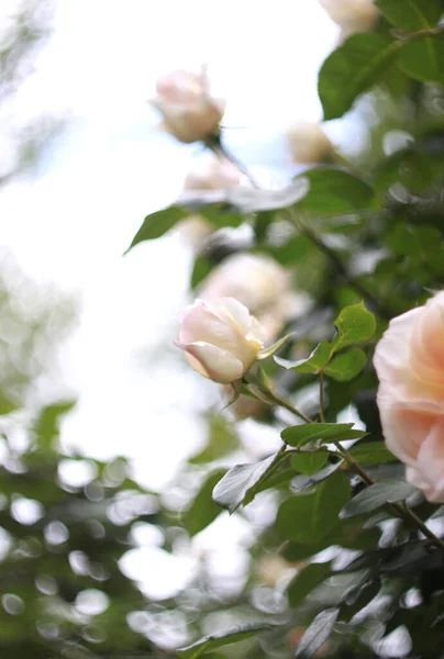 Nahaufnahme Von Schönheit Blühenden Rosen Natur Hintergrund Für Grußkarte — Stockfoto