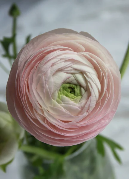 Färsk Stor Rosa Ranunkel Knopp Blomma Hemma Inredning — Stockfoto