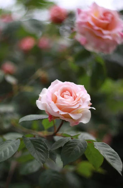 Nahaufnahme Von Schönheit Blühenden Rosen Natur Hintergrund Für Grußkarte — Stockfoto